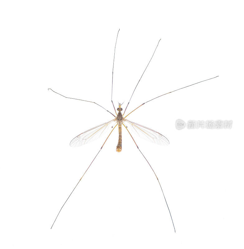 鹤属动物Tipula Sayi daddy长腿，高清晰度，极端聚焦和景深，孤立在白色背景上。常被误认为是较大的蚊子。俯视图